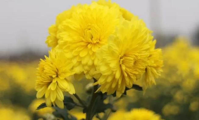 千畝云臺冰菊盛開，誠邀您蒞臨免費參觀！